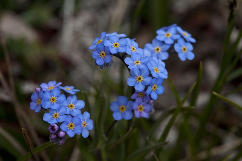 Незабудка Чекановского Myosotis czekanowskii