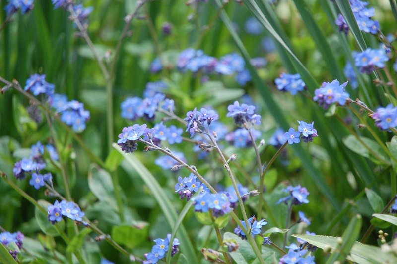 Незабудка Лесная Myosotis sylvatica