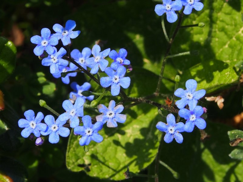 Omphalodes krameri