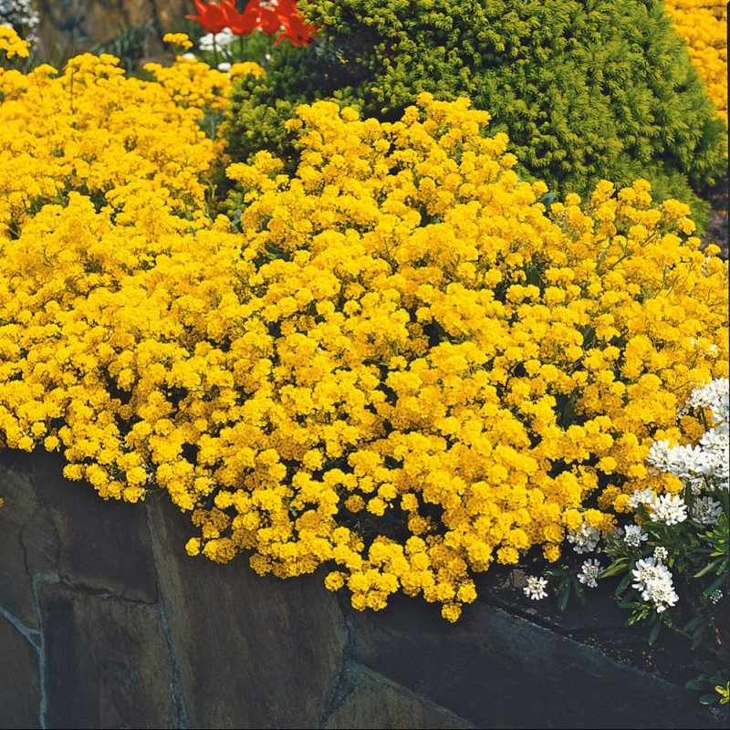 Алиссум морской, Бурачок, Каменник