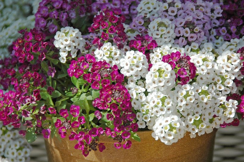 Алиссум цветы многолетники