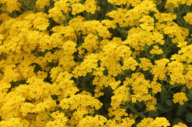 Лобулярия Приморская Lobularia