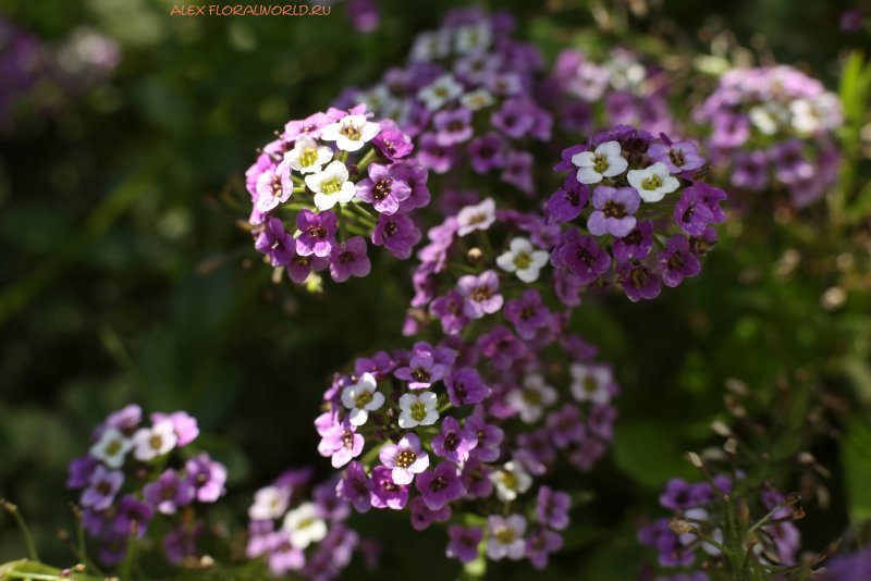 Алиссум / Alyssum