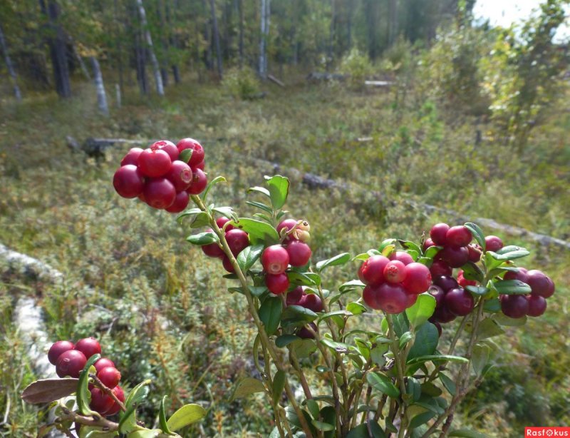 Колымская брусника
