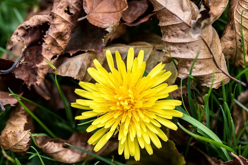 Taraxacum rubrifolium