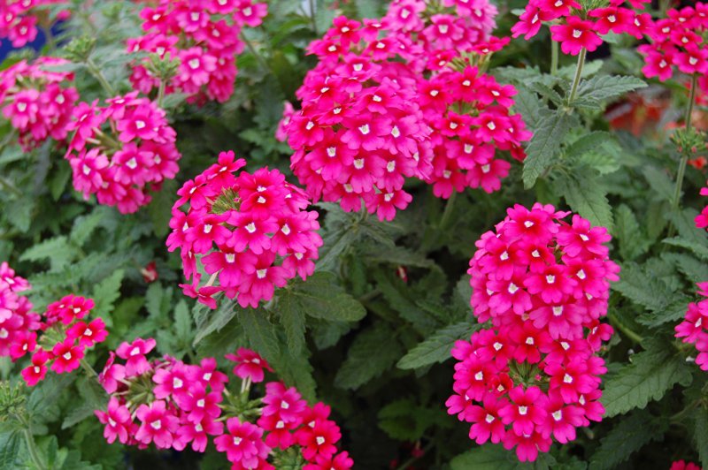 Вербена lascar Magenta