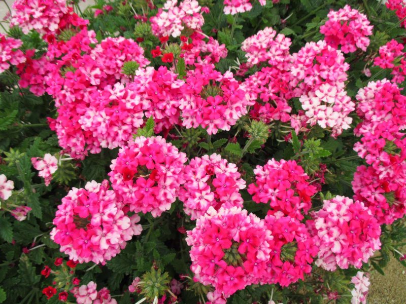Вербена ENDURASCAPE hot Pink