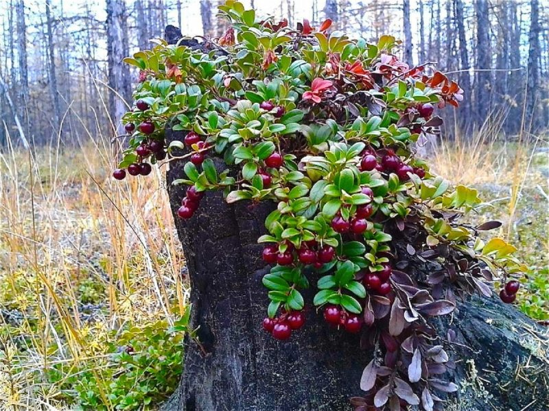 Брусника кустарник