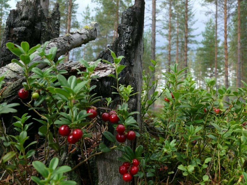 Лесные ягоды кустарниковые