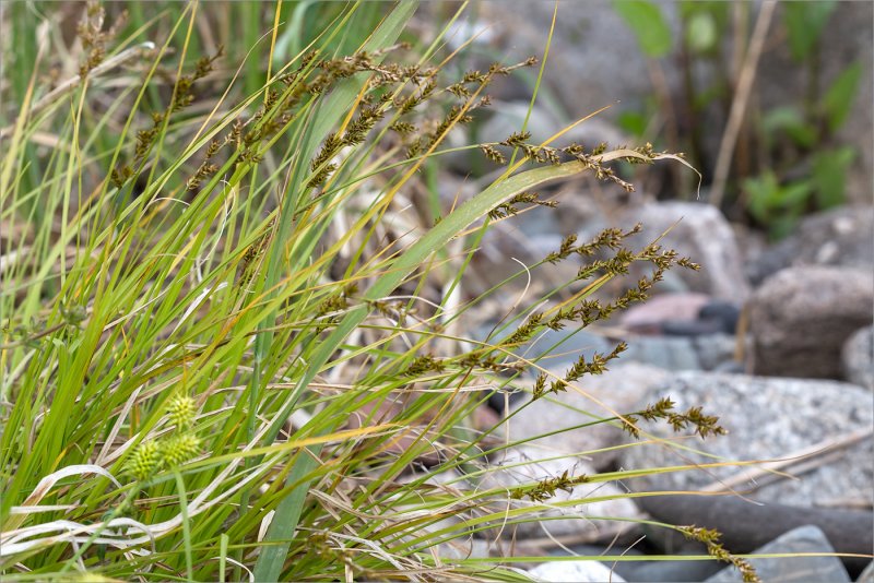 Carex elongata