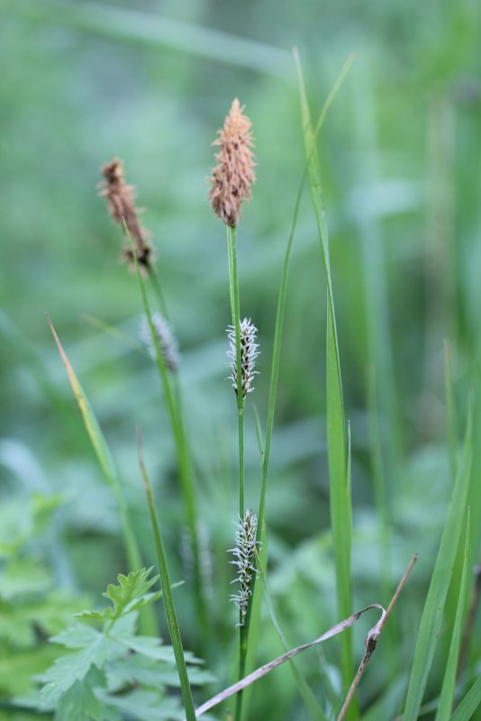 Carex Flacca
