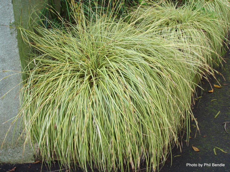 Осока (Carex) Эверголд Evergold