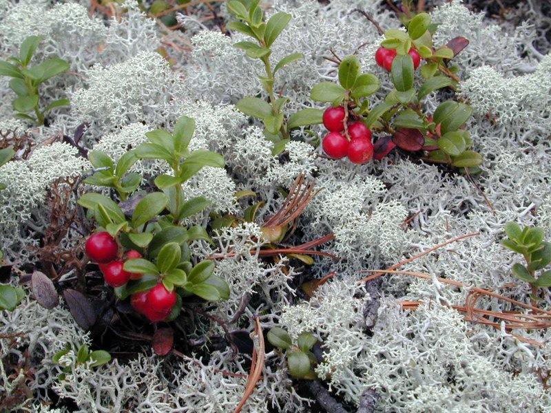 Север лишайник брусника