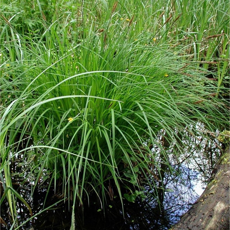 Carex Montana Осока Montana
