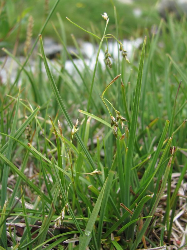 Carex capillaris