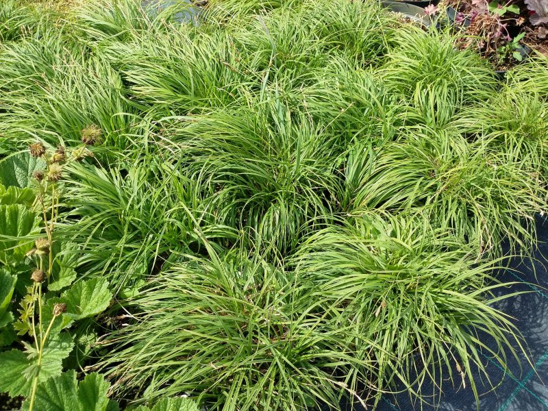 Carex caryophyllea Осока гвоздичная