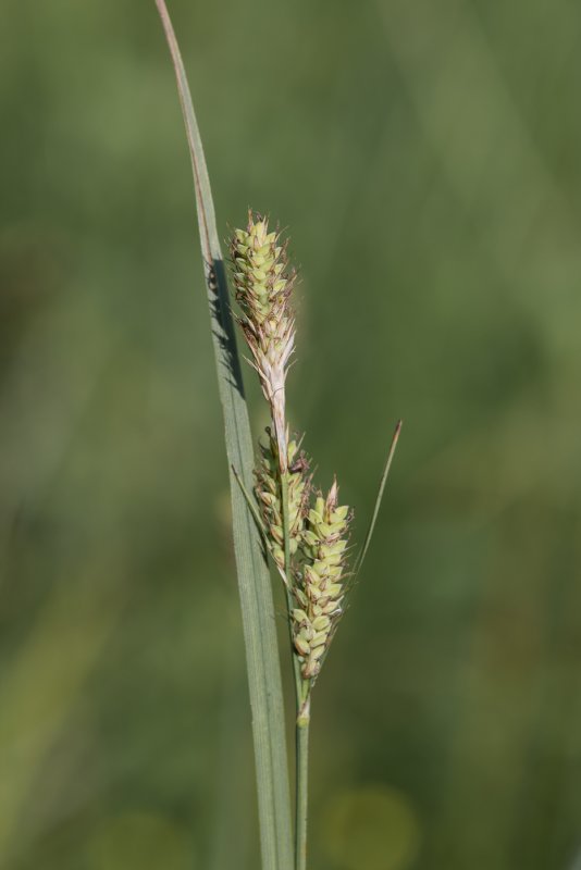 Carex hartmanii