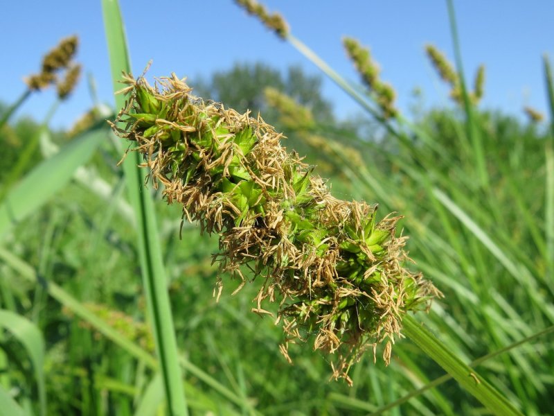Carex Vulpina
