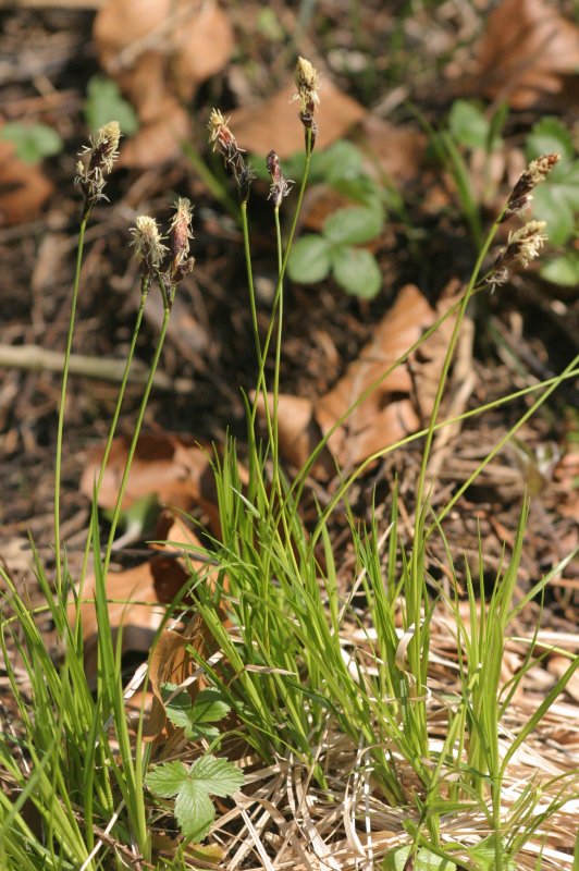 Carex Montana Осока Montana