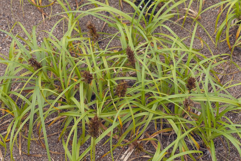 Осока Лесная Carex sylvatica