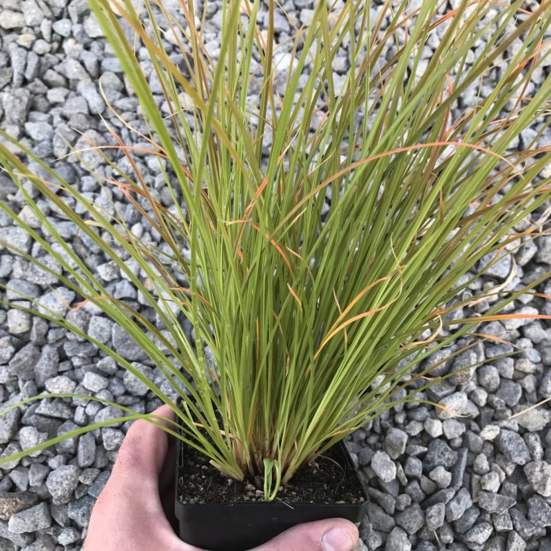 Carex testacea