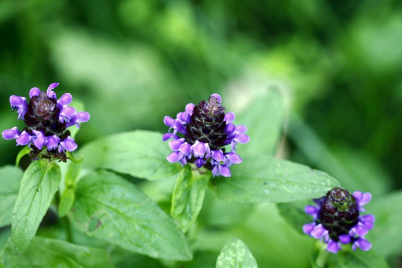 Prunella vulgaris Черноголовка обыкновенная