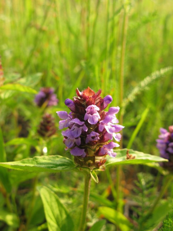 Черноголовка Prunella grandiflora Alba