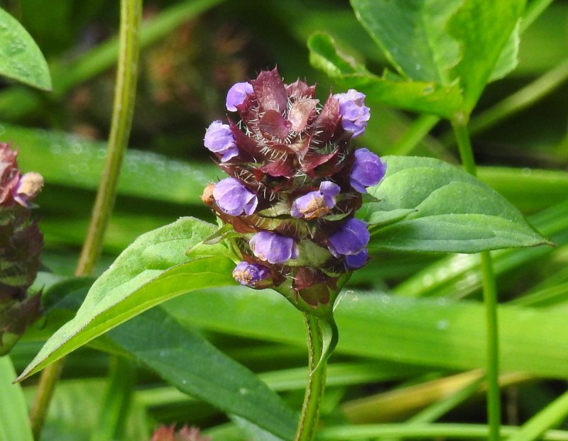 Prunella vulgaris соцветие головчатый Тирс