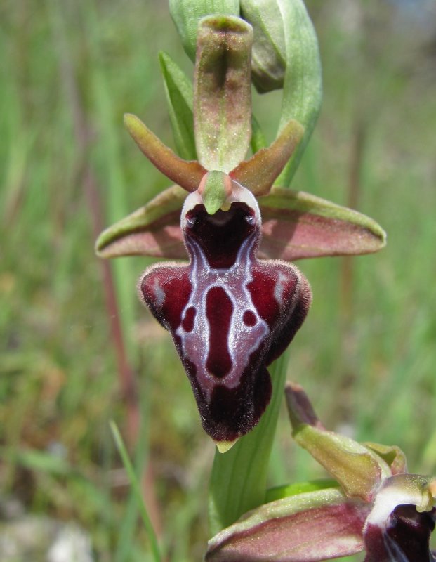 Офрис Кавказская Ophrys Caucasica