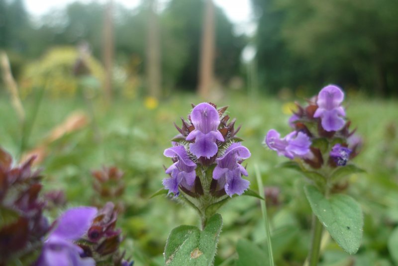 Prunella vulgaris l.