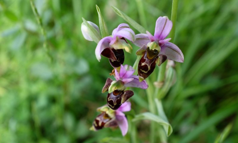 Ophrys apifera