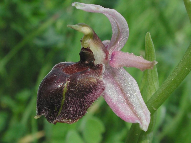 Орхидея Офрис мухоносная (Ophrys insectifera)