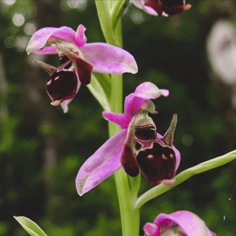 Офрис Кавказская Ophrys Caucasica
