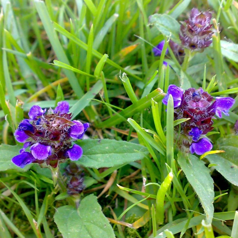 Прунелла Violet