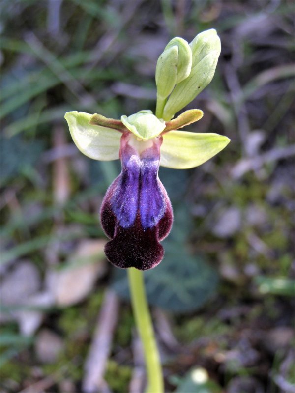 Офрис оводоносная Ophrys oestrifera