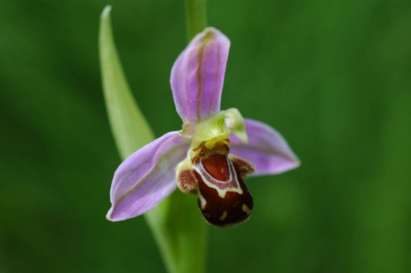 Офрис Кавказская Ophrys Caucasica