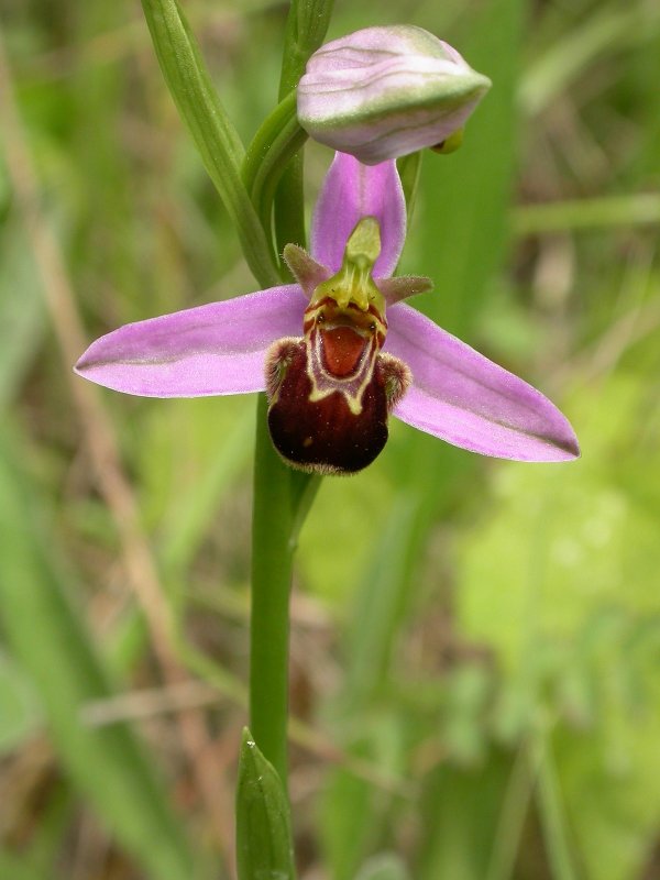 Ophrys persica