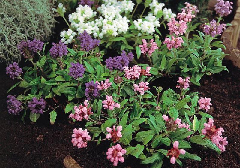 Прунелла крупноцветковая (Prunella grandiflora) Pagoda