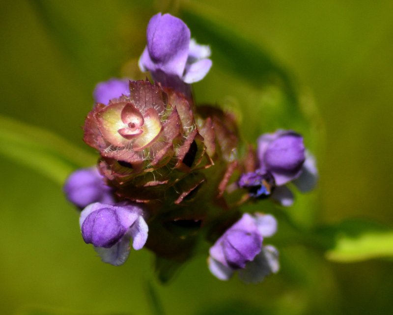 Crataemespilus grandiflora