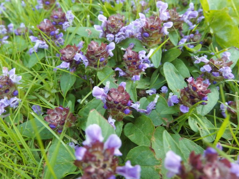 Lamium purpureum