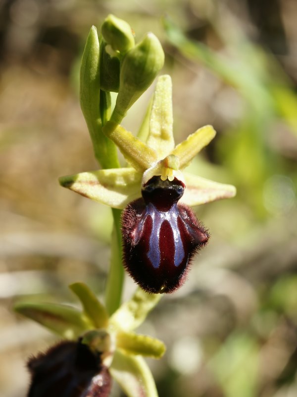 Офрис Кавказская Ophrys Caucasica