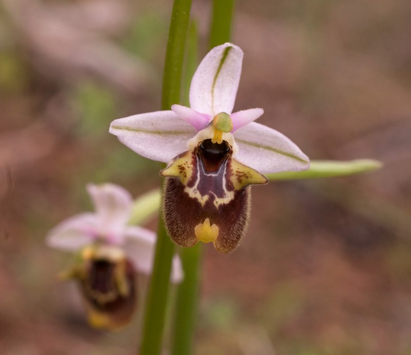 Ophrys persica