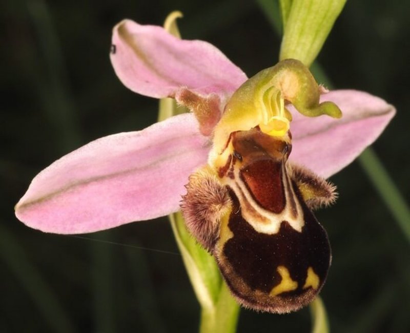 Ophrys persica