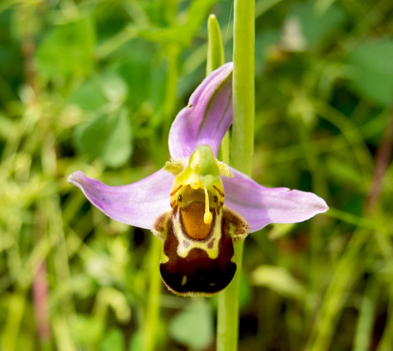 Ophrys mammosa