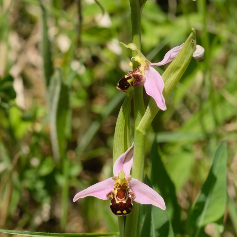 Ophrys anthropophora