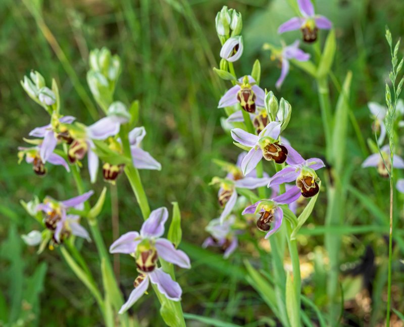 Ophrys Caucasica PNG