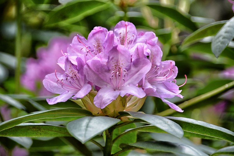 Рододендрон (Rhododendron)