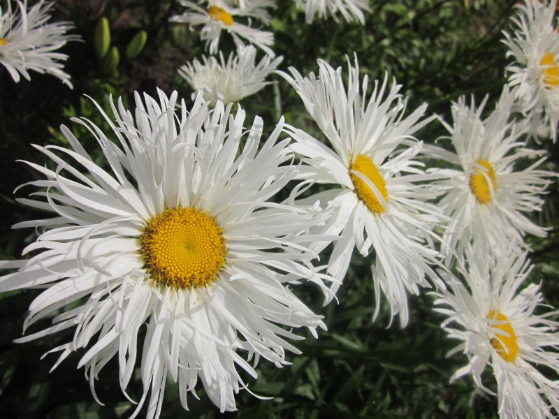Нивяник Leucanthemum