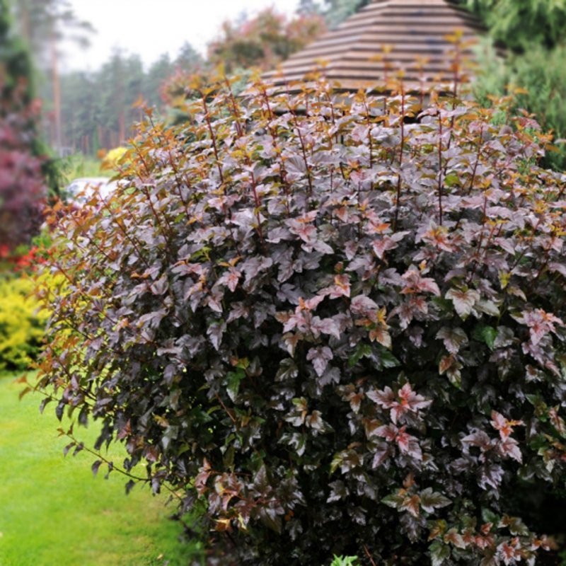 Пузыреплодник калинолистный (Physocarpus opulifolius `Red Baron`)