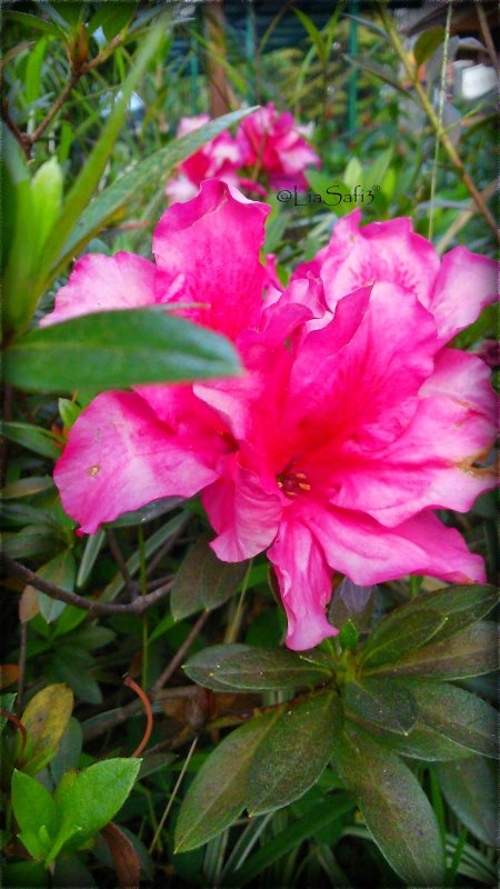 Rhododendron maximum